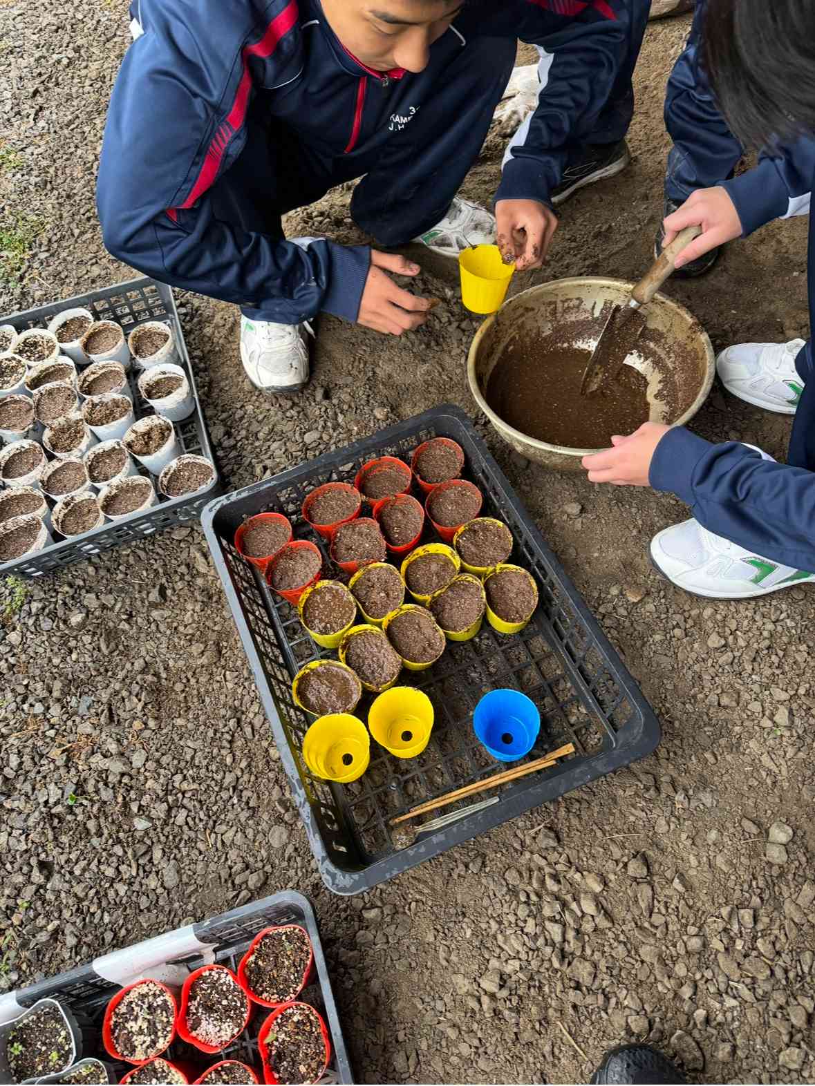 培養土をポットに入れてかぼちゃの種を入れる準備をしています。