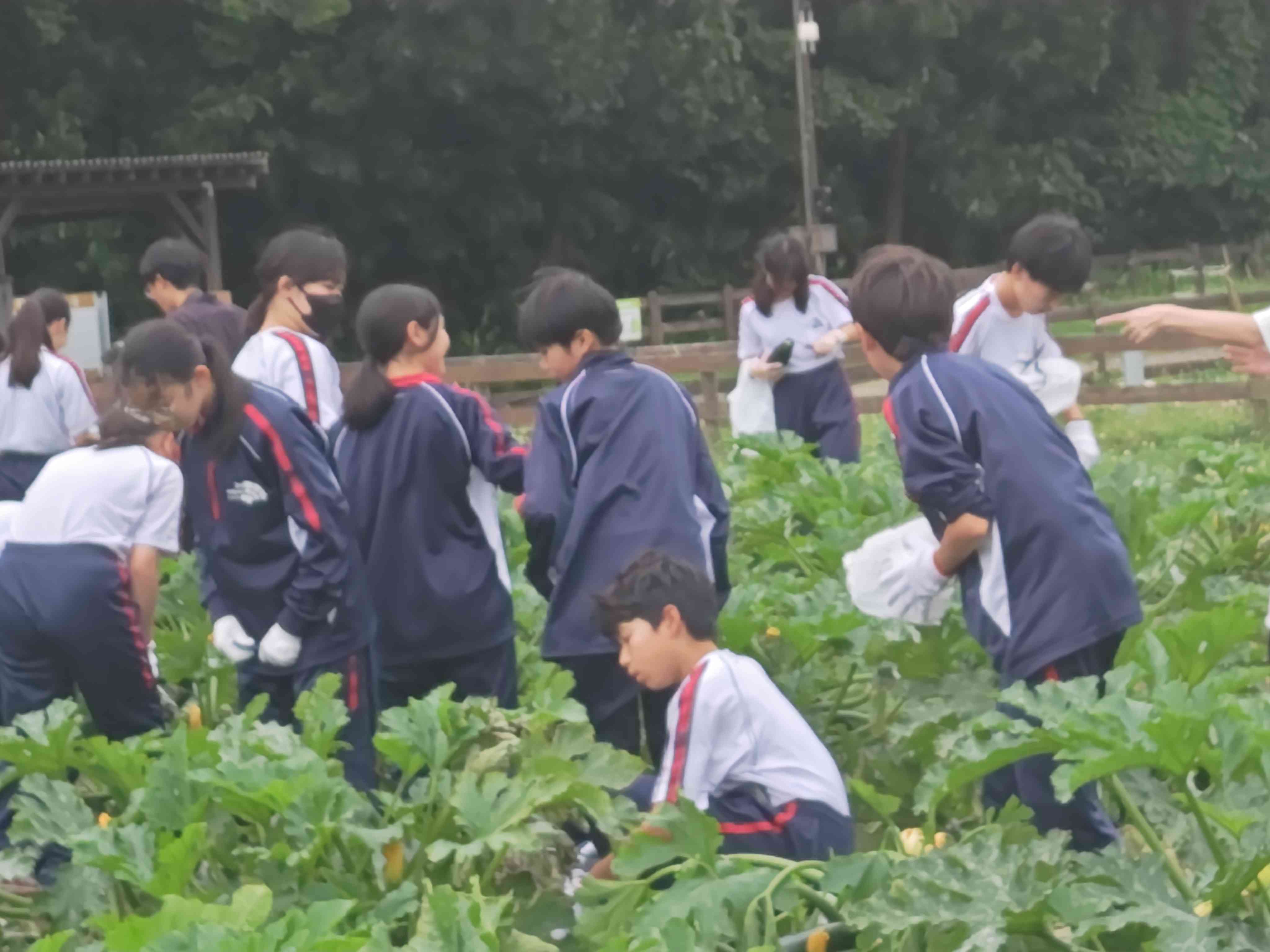 2026.06.26.1年校外学習写真野菜収穫1