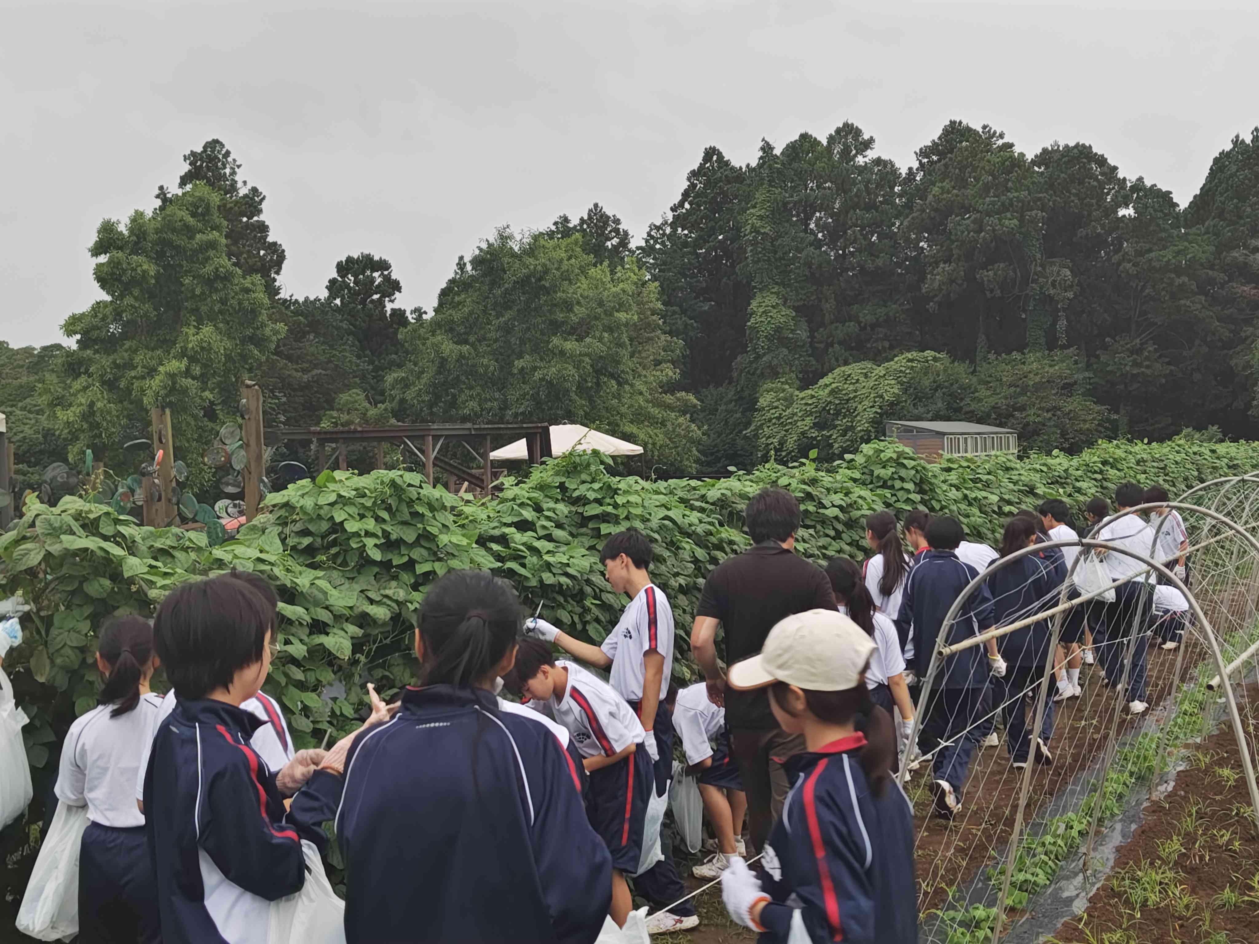 2026.06.26.1年校外学習写真野菜収穫4